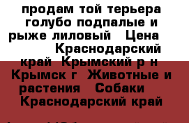 продам той-терьера голубо-подпалые и рыже-лиловый › Цена ­ 5 000 - Краснодарский край, Крымский р-н, Крымск г. Животные и растения » Собаки   . Краснодарский край